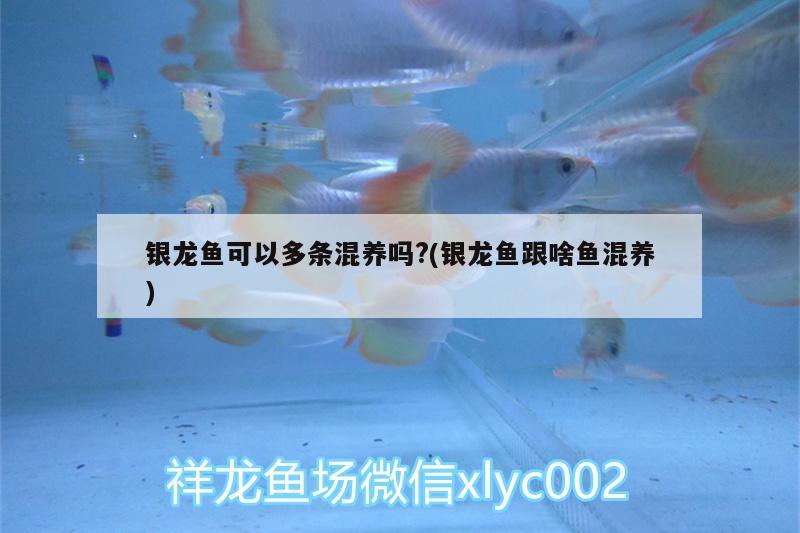 銀龍魚可以多條混養(yǎng)嗎?(銀龍魚跟啥魚混養(yǎng)) 銀龍魚百科