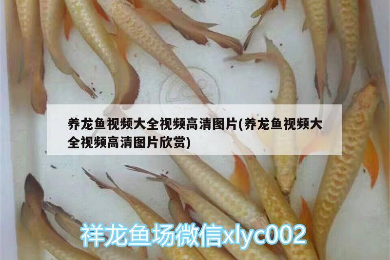 養(yǎng)龍魚(yú)視頻大全視頻高清圖片(養(yǎng)龍魚(yú)視頻大全視頻高清圖片欣賞)