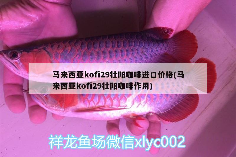 馬來西亞kofi29壯陽咖啡進口價格(馬來西亞kofi29壯陽咖啡作用) 馬來西亞咖啡