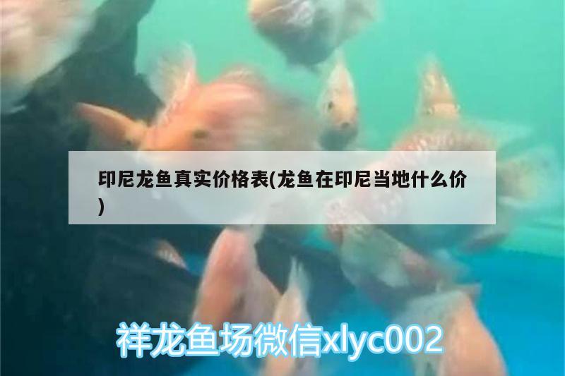 印尼龍魚真實價格表(龍魚在印尼當(dāng)?shù)厥裁磧r) 黑帝王魟魚