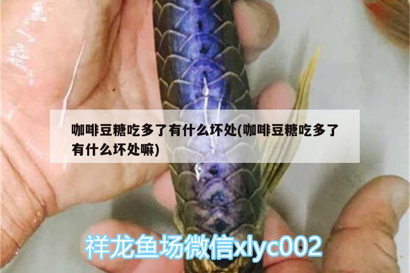 咖啡豆糖吃多了有什么壞處(咖啡豆糖吃多了有什么壞處嘛)