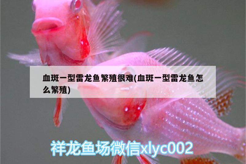 血斑一型雷龍魚繁殖很難(血斑一型雷龍魚怎么繁殖)