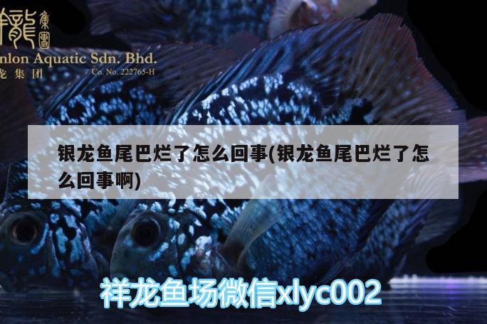 銀龍魚尾巴爛了怎么回事(銀龍魚尾巴爛了怎么回事啊)