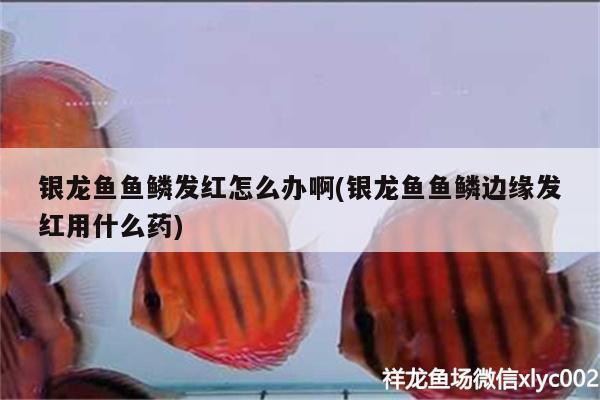 銀龍魚魚鱗發(fā)紅怎么辦啊(銀龍魚魚鱗邊緣發(fā)紅用什么藥)