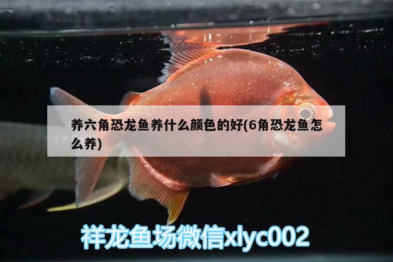 養(yǎng)六角恐龍魚養(yǎng)什么顏色的好(6角恐龍魚怎么養(yǎng)) 黑水素 第2張