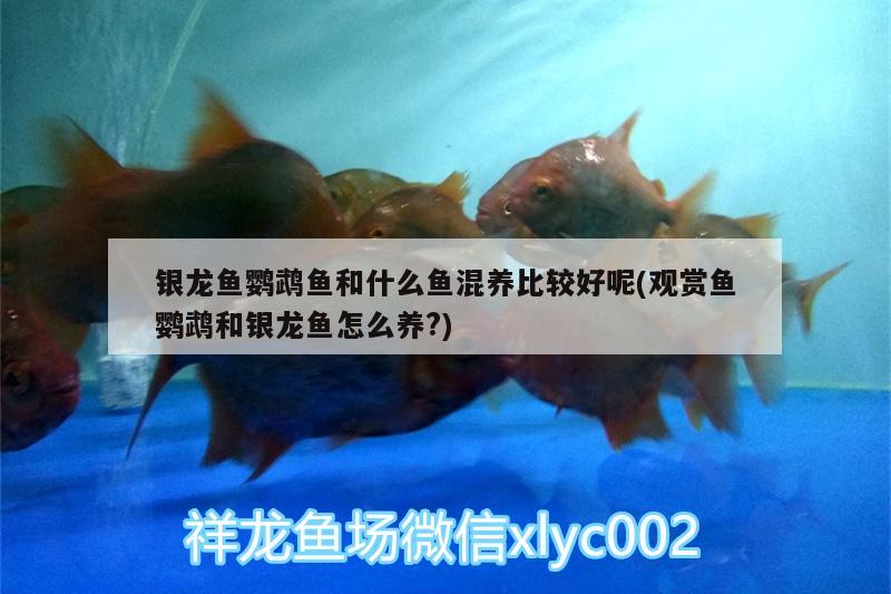 銀龍魚鸚鵡魚和什么魚混養(yǎng)比較好呢(觀賞魚鸚鵡和銀龍魚怎么養(yǎng)?) 鸚鵡魚