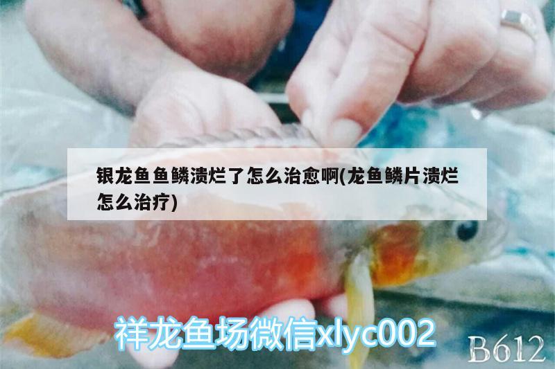 銀龍魚魚鱗潰爛了怎么治愈啊(龍魚鱗片潰爛怎么治療) 銀龍魚