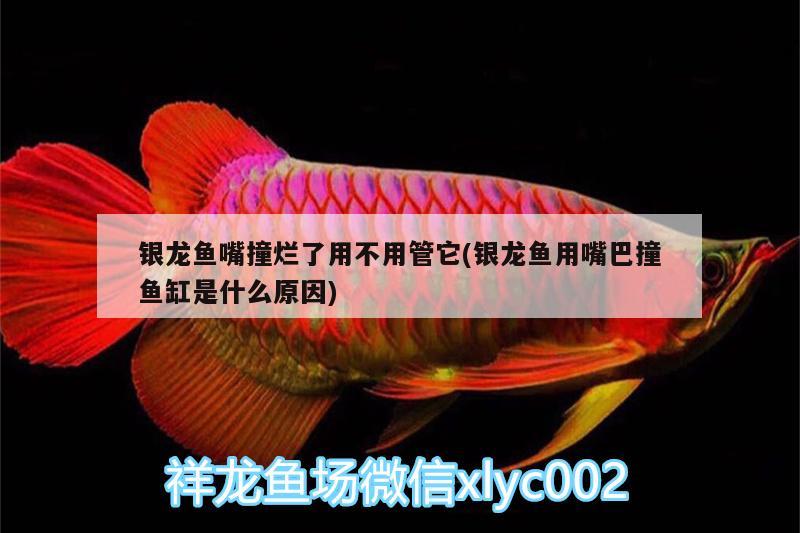 銀龍魚嘴撞爛了用不用管它(銀龍魚用嘴巴撞魚缸是什么原因)