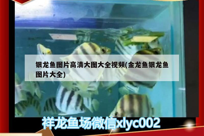 銀龍魚圖片高清大圖大全視頻(金龍魚銀龍魚圖片大全) 銀龍魚百科