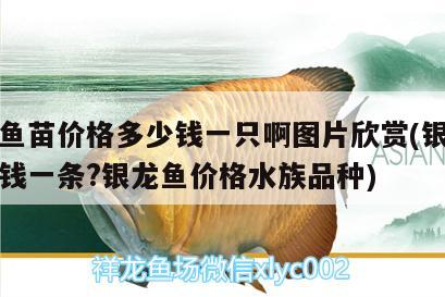 銀龍魚苗價格多少錢一只啊圖片欣賞(銀龍魚多少錢一條?銀龍魚價格水族品種)