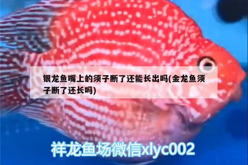 銀龍魚嘴上的須子斷了還能長出嗎(金龍魚須子斷了還長嗎)