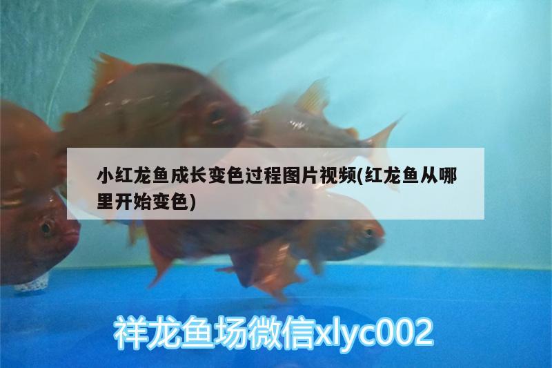 小紅龍魚成長變色過程圖片視頻(紅龍魚從哪里開始變色) 黃金眼鏡蛇雷龍魚