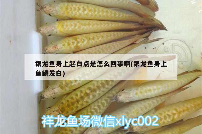 銀龍魚身上起白點是怎么回事啊(銀龍魚身上魚鱗發(fā)白)