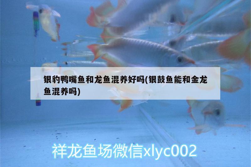 銀豹鴨嘴魚和龍魚混養(yǎng)好嗎(銀鼓魚能和金龍魚混養(yǎng)嗎) 水草