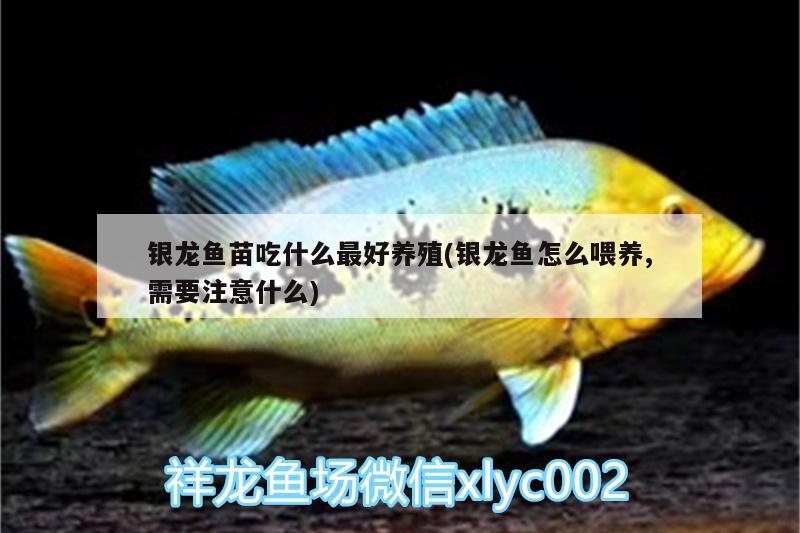 銀龍魚苗吃什么最好養(yǎng)殖(銀龍魚怎么喂養(yǎng),需要注意什么) 銀龍魚