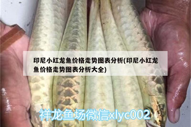 印尼小紅龍魚(yú)價(jià)格走勢(shì)圖表分析(印尼小紅龍魚(yú)價(jià)格走勢(shì)圖表分析大全)