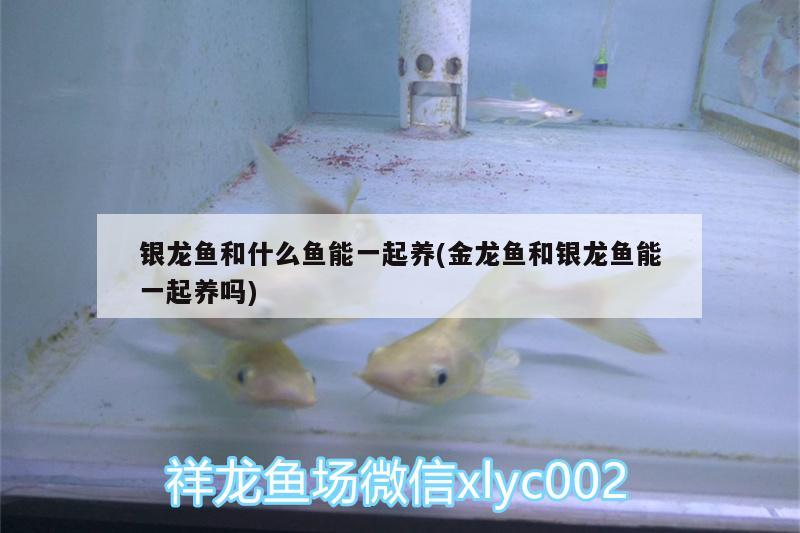 銀龍魚和什么魚能一起養(yǎng)(金龍魚和銀龍魚能一起養(yǎng)嗎) 銀龍魚百科 第2張