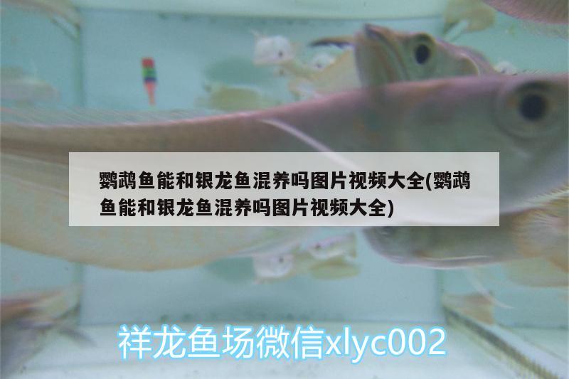 鸚鵡魚(yú)能和銀龍魚(yú)混養(yǎng)嗎圖片視頻大全(鸚鵡魚(yú)能和銀龍魚(yú)混養(yǎng)嗎圖片視頻大全) 鸚鵡魚(yú)