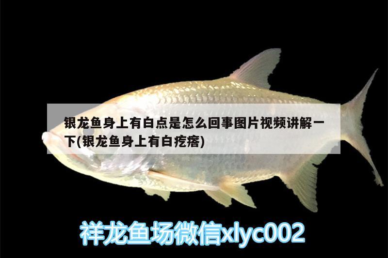 銀龍魚身上有白點是怎么回事圖片視頻講解一下(銀龍魚身上有白疙瘩)