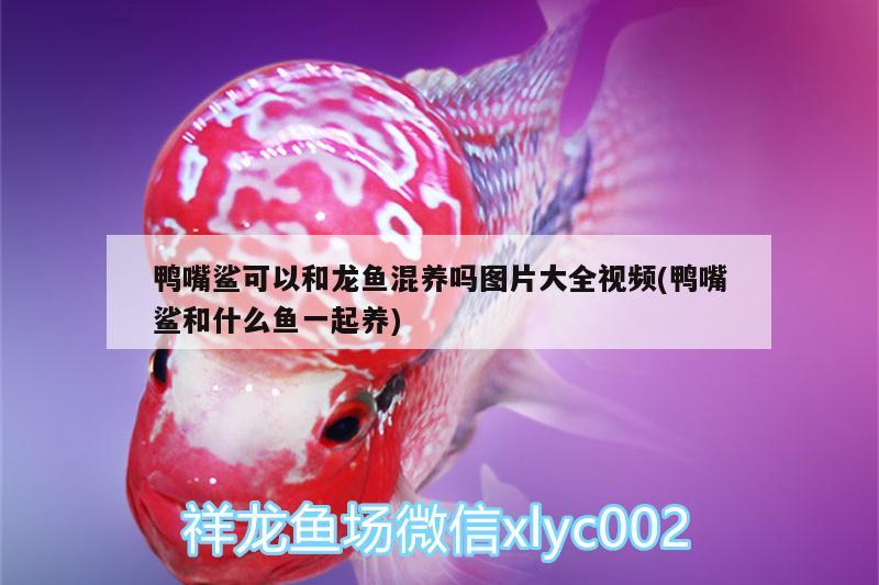 鴨嘴鯊可以和龍魚(yú)混養(yǎng)嗎圖片大全視頻(鴨嘴鯊和什么魚(yú)一起養(yǎng))