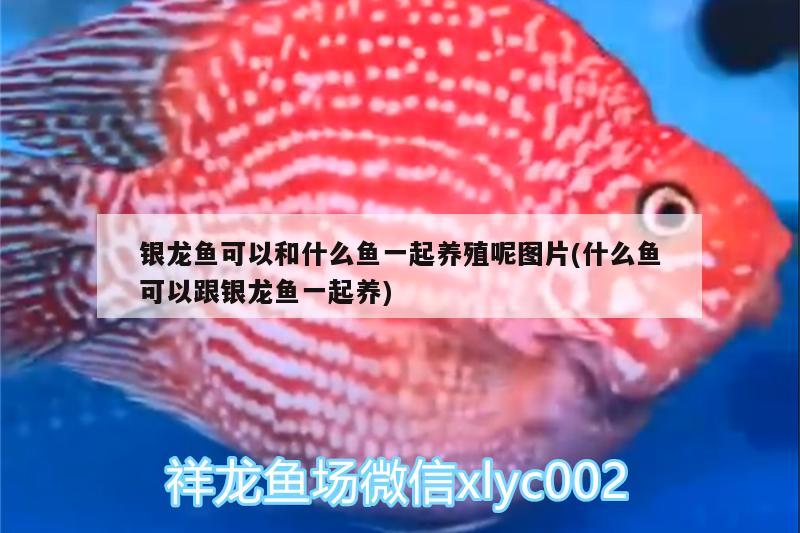 銀龍魚可以和什么魚一起養(yǎng)殖呢圖片(什么魚可以跟銀龍魚一起養(yǎng)) 銀龍魚