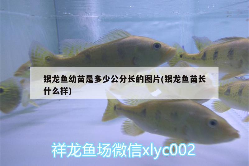 銀龍魚幼苗是多少公分長的圖片(銀龍魚苗長什么樣) 銀龍魚百科