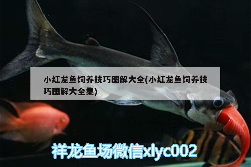 小紅龍魚飼養(yǎng)技巧圖解大全(小紅龍魚飼養(yǎng)技巧圖解大全集) 海象魚