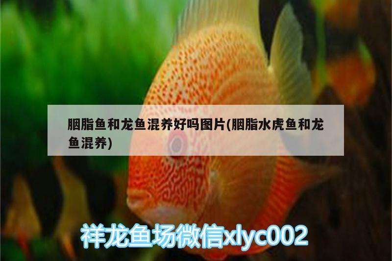 胭脂魚和龍魚混養(yǎng)好嗎圖片(胭脂水虎魚和龍魚混養(yǎng)) 食人魚（水虎）