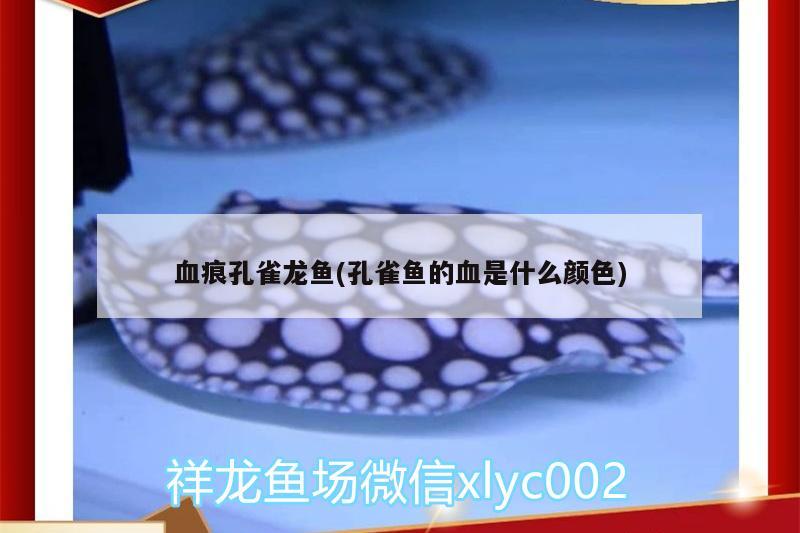 血痕孔雀龍魚(yú)(孔雀魚(yú)的血是什么顏色)