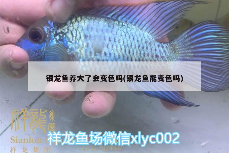 銀龍魚養(yǎng)大了會變色嗎(銀龍魚能變色嗎)