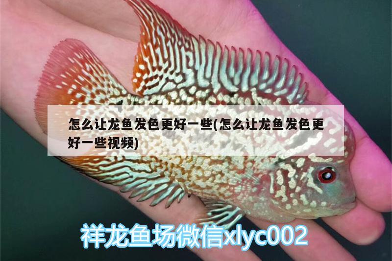 怎么讓龍魚發(fā)色更好一些(怎么讓龍魚發(fā)色更好一些視頻)