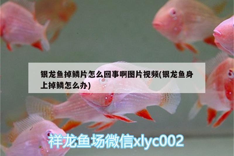 銀龍魚掉鱗片怎么回事啊圖片視頻(銀龍魚身上掉鱗怎么辦) 銀龍魚