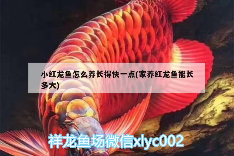 小紅龍魚怎么養(yǎng)長得快一點(diǎn)(家養(yǎng)紅龍魚能長多大) 黑帝王魟魚