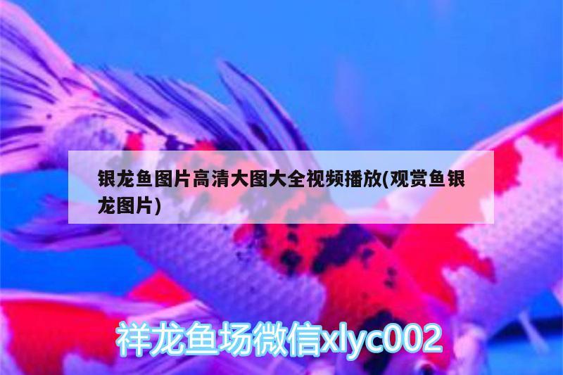 銀龍魚(yú)圖片高清大圖大全視頻播放(觀賞魚(yú)銀龍圖片)