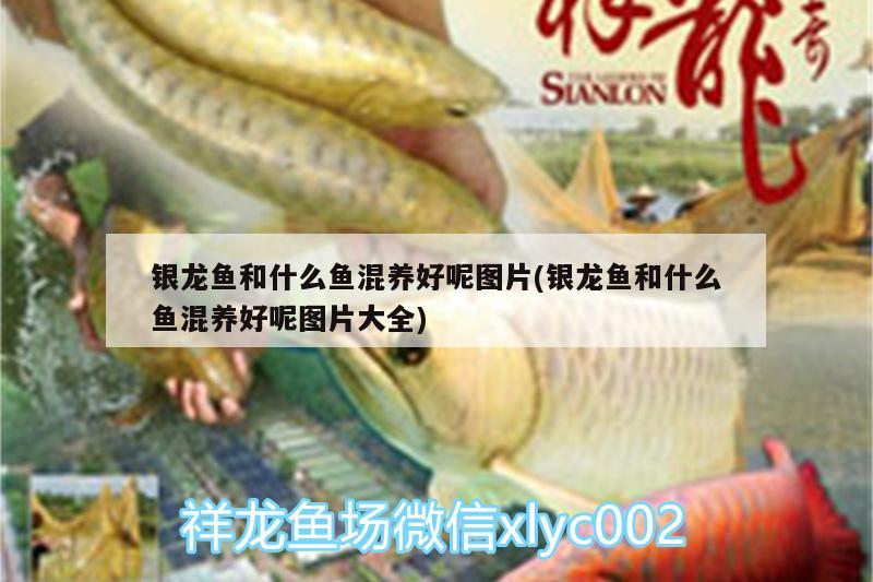 銀龍魚和什么魚混養(yǎng)好呢圖片(銀龍魚和什么魚混養(yǎng)好呢圖片大全) 銀龍魚百科