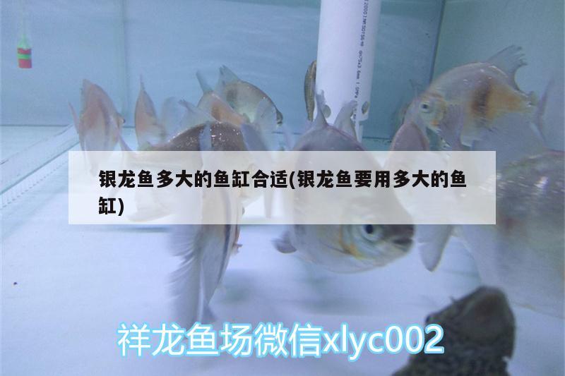 銀龍魚多大的魚缸合適(銀龍魚要用多大的魚缸) 銀龍魚