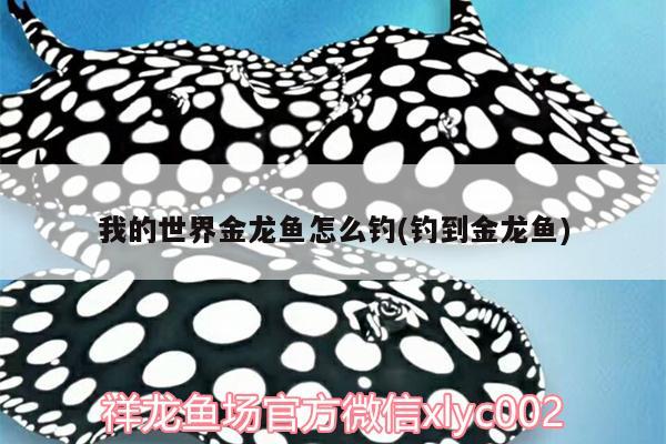 我的世界金龍魚怎么釣(釣到金龍魚)