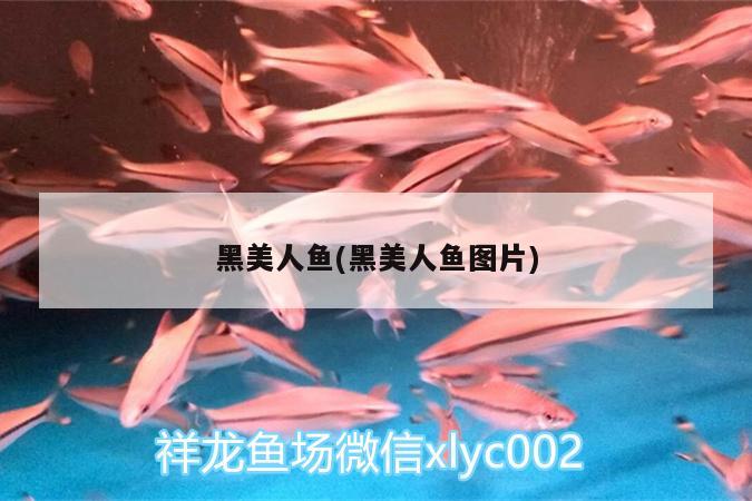 黑美人魚(黑美人魚圖片) 招財戰(zhàn)船魚 第3張