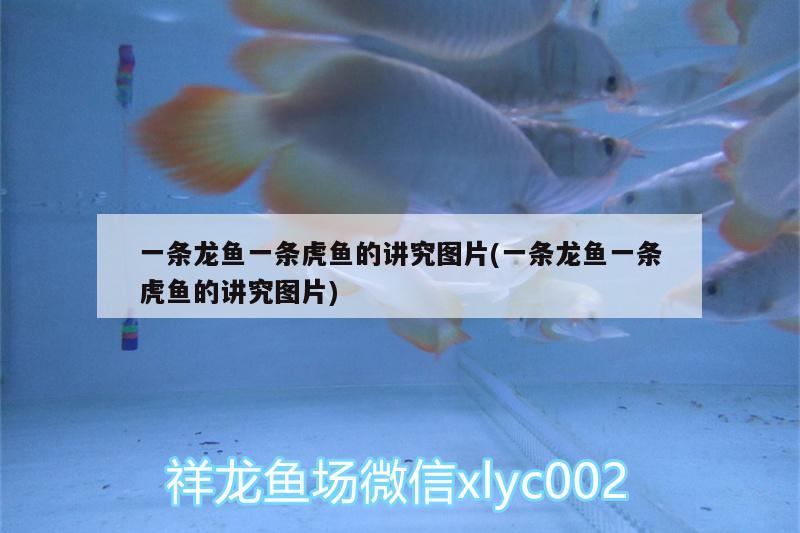 一條龍魚一條虎魚的講究圖片(一條龍魚一條虎魚的講究圖片)