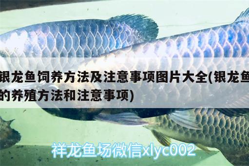 銀龍魚飼養(yǎng)方法及注意事項圖片大全(銀龍魚的養(yǎng)殖方法和注意事項) 銀龍魚