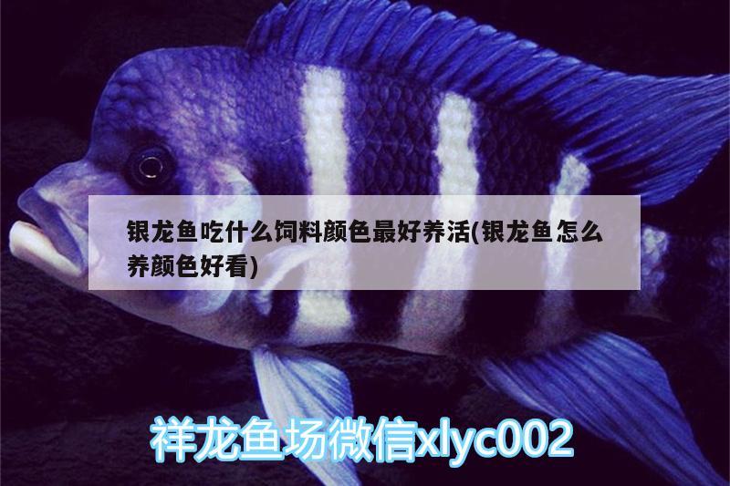 銀龍魚吃什么飼料顏色最好養(yǎng)活(銀龍魚怎么養(yǎng)顏色好看) 銀龍魚