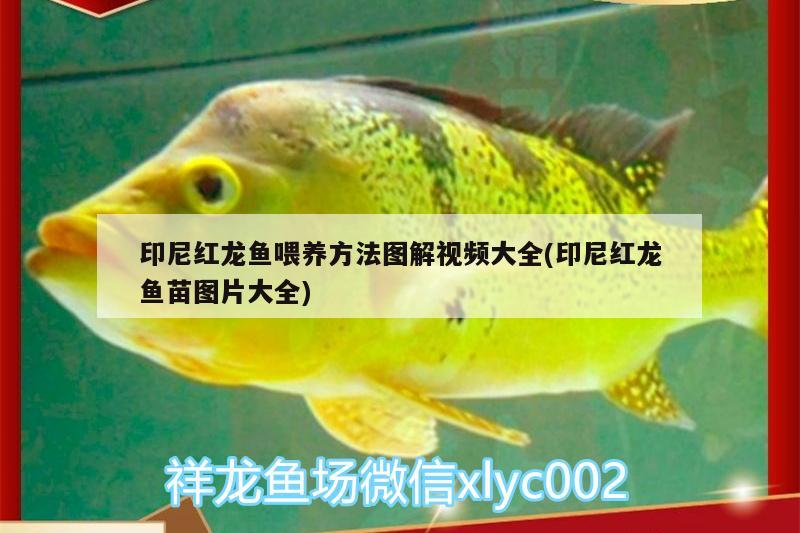 印尼紅龍魚喂養(yǎng)方法圖解視頻大全(印尼紅龍魚苗圖片大全) 印尼紅龍魚