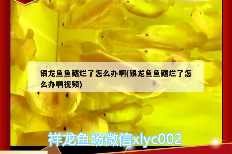 銀龍魚魚鰭爛了怎么辦啊(銀龍魚魚鰭爛了怎么辦啊視頻) 銀龍魚