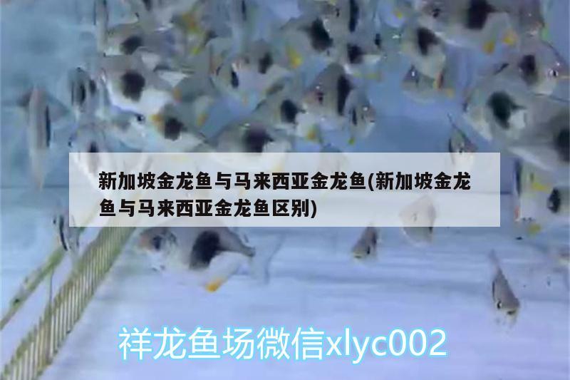 新加坡金龍魚與馬來西亞金龍魚(新加坡金龍魚與馬來西亞金龍魚區(qū)別) 星點金龍魚