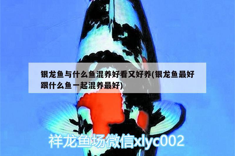 銀龍魚與什么魚混養(yǎng)好看又好養(yǎng)(銀龍魚最好跟什么魚一起混養(yǎng)最好) 銀龍魚 第2張