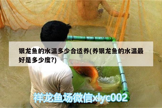 銀龍魚的水溫多少合適養(yǎng)(養(yǎng)銀龍魚的水溫最好是多少度?)