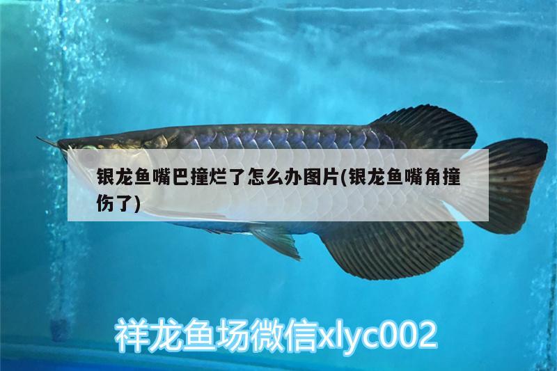 銀龍魚嘴巴撞爛了怎么辦圖片(銀龍魚嘴角撞傷了) 銀龍魚 第1張