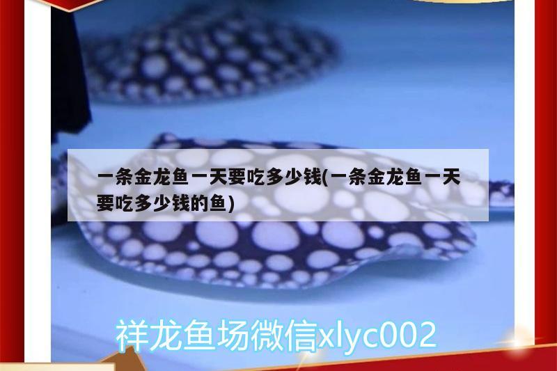 一條金龍魚一天要吃多少錢(一條金龍魚一天要吃多少錢的魚)