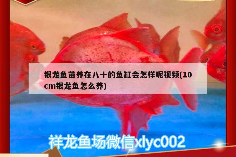 銀龍魚苗養(yǎng)在八十的魚缸會(huì)怎樣呢視頻(10cm銀龍魚怎么養(yǎng)) 銀龍魚百科