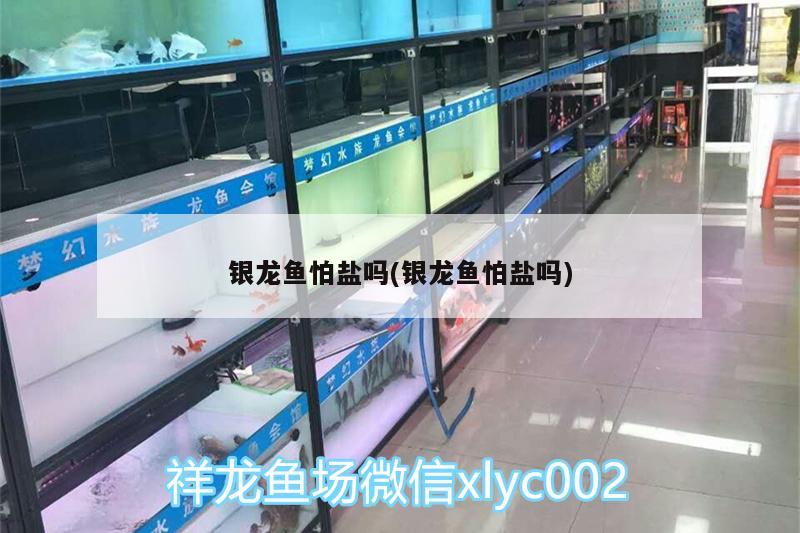 銀龍魚怕鹽嗎(銀龍魚怕鹽嗎) 銀龍魚百科